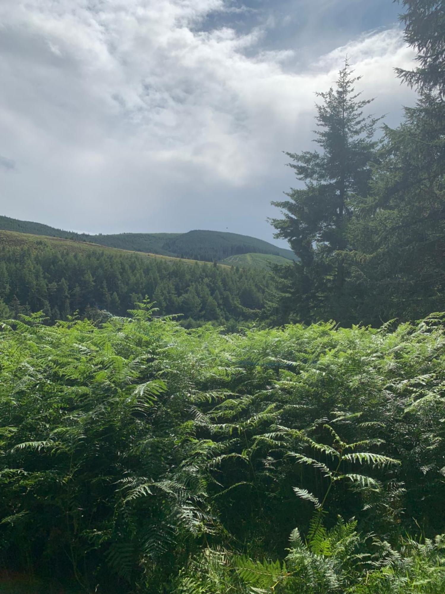 Corrie Lodge, Glendevon Exteriör bild